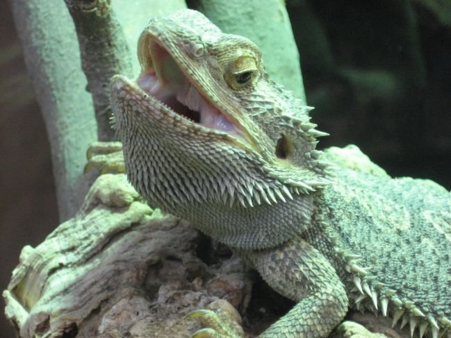 20090901_zoo_de_beauval