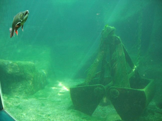 20090906_1_aquarium_valdeloire